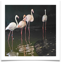 COMMENDED Stepping Out OUT - Steve Hodson